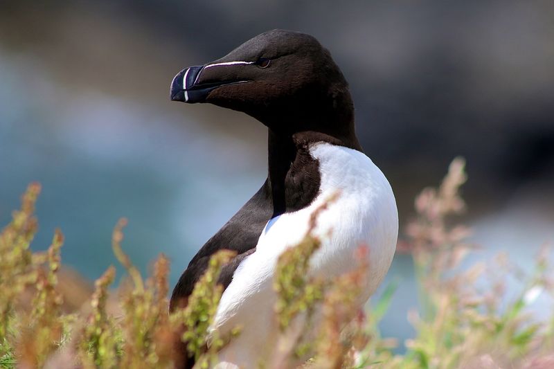 Razorbill