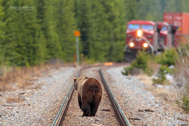 Reading Bear Tracks