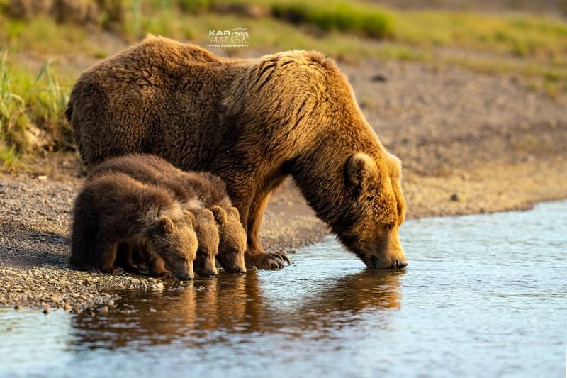 Recognizing Bear Sounds