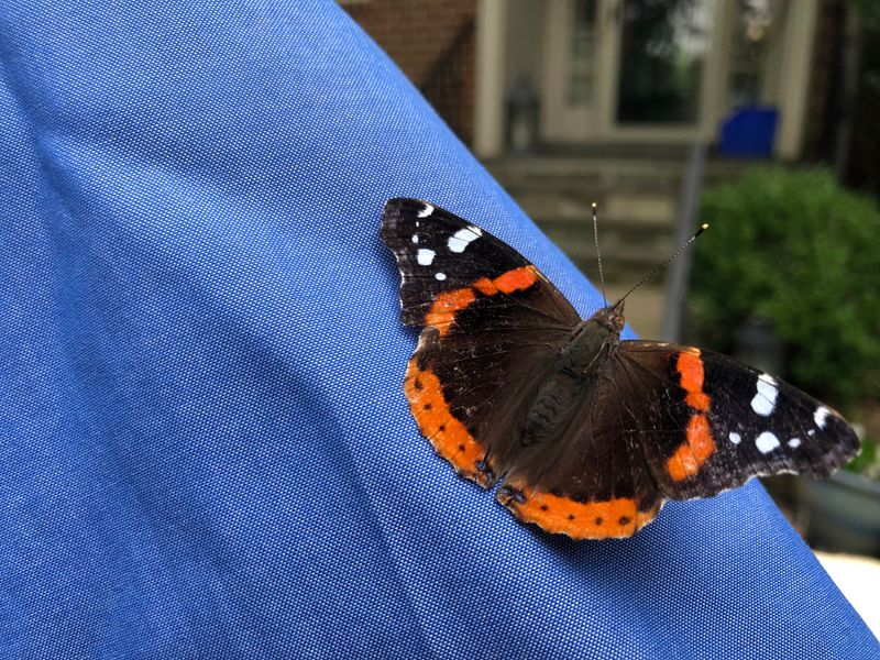 Red Admiral