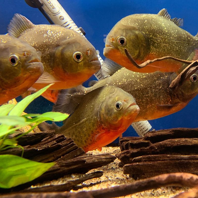 Red-Bellied Piranha