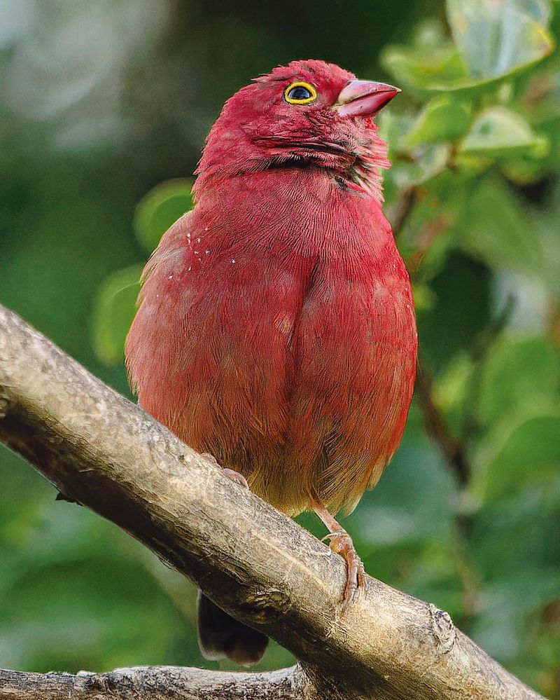 Red-Billed Firefinch