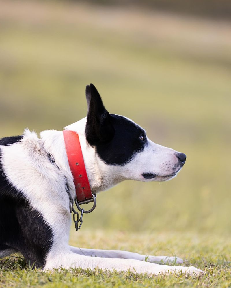 Red Collar