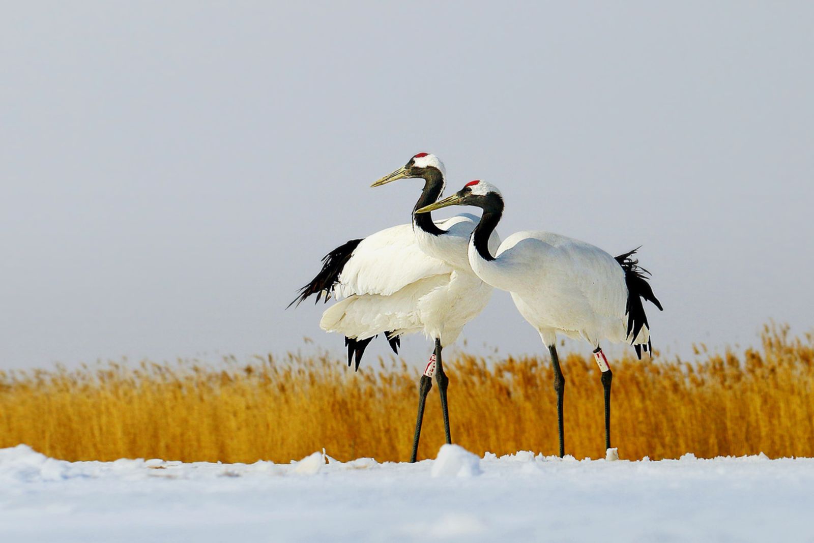 Red-Crowned Crane