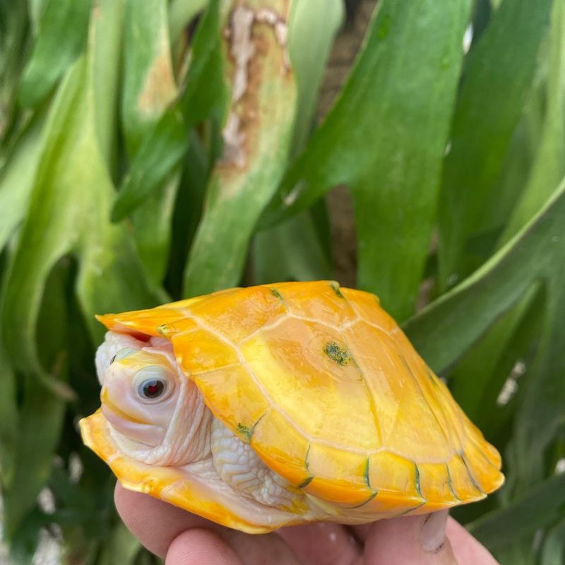 Red-Eared Slider