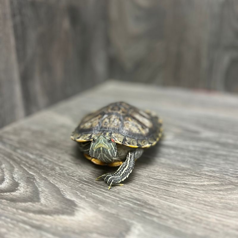 Red-Eared Slider