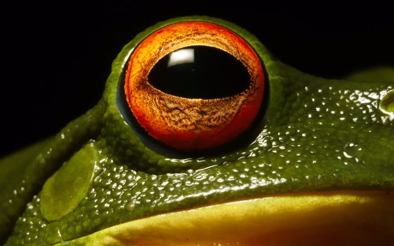 Red-Eyed Tree Frog