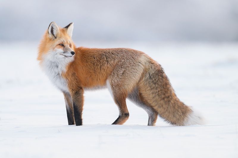 Red Fox