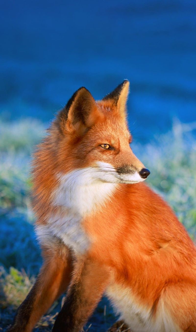 Red Fox