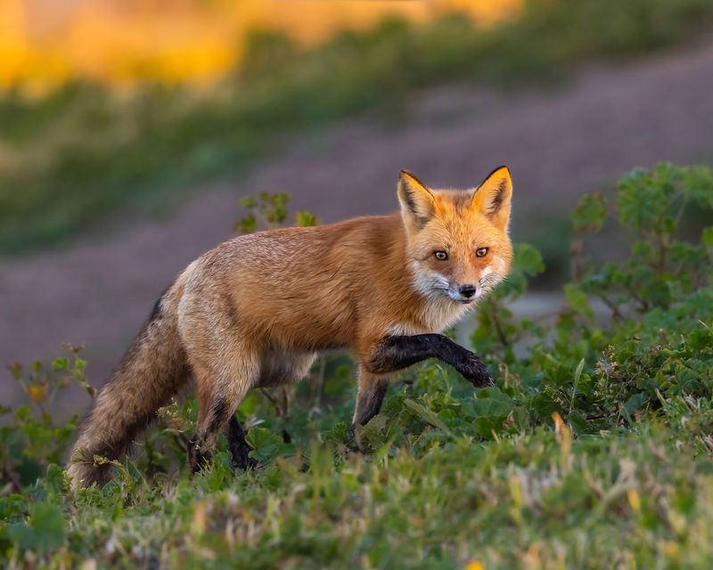 Red Fox