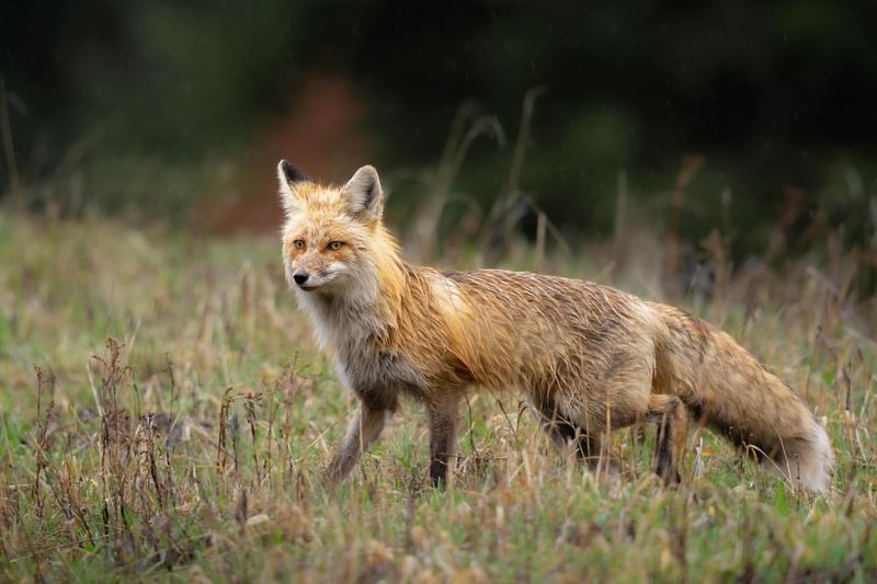 Red Fox