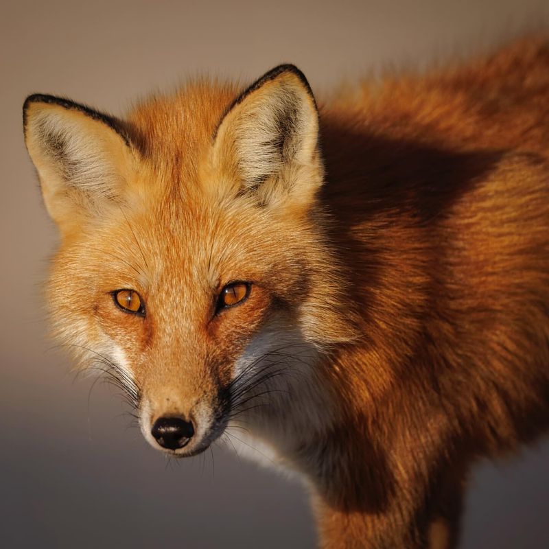 Red Fox