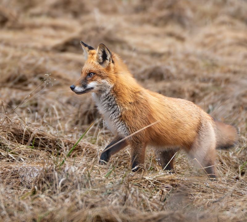 Red Fox