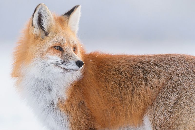 Red Foxes (Domesticated Varieties)