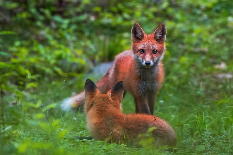 Red Foxes