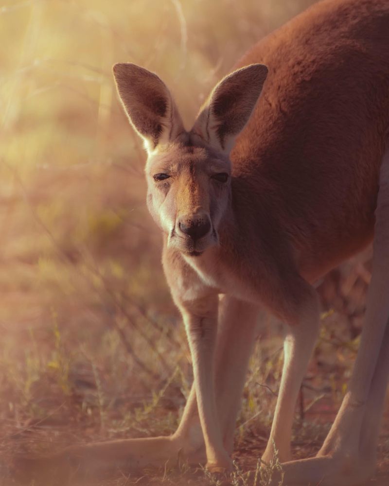 Red Kangaroo