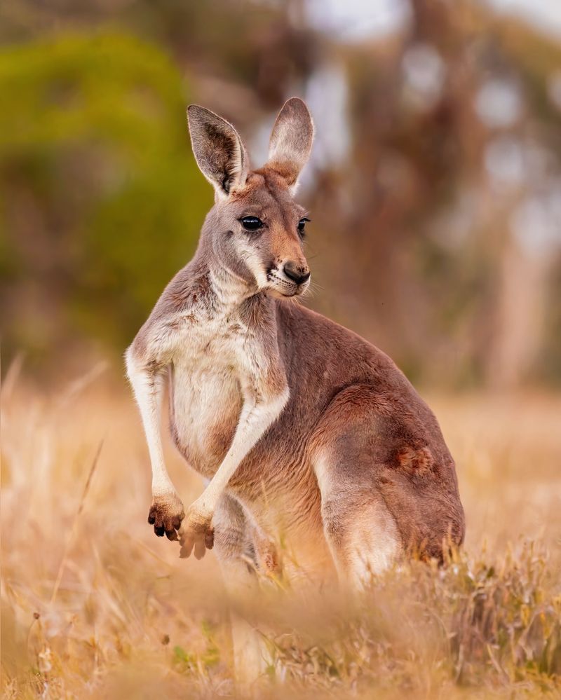 Red Kangaroo