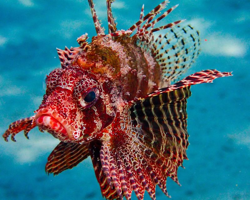 Red Lionfish