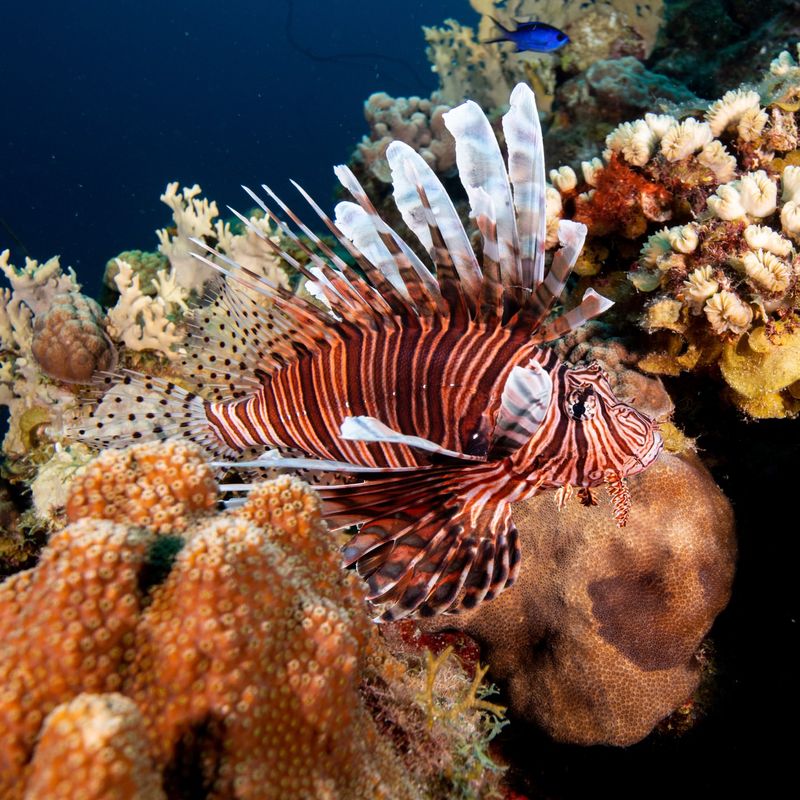 Red Lionfish