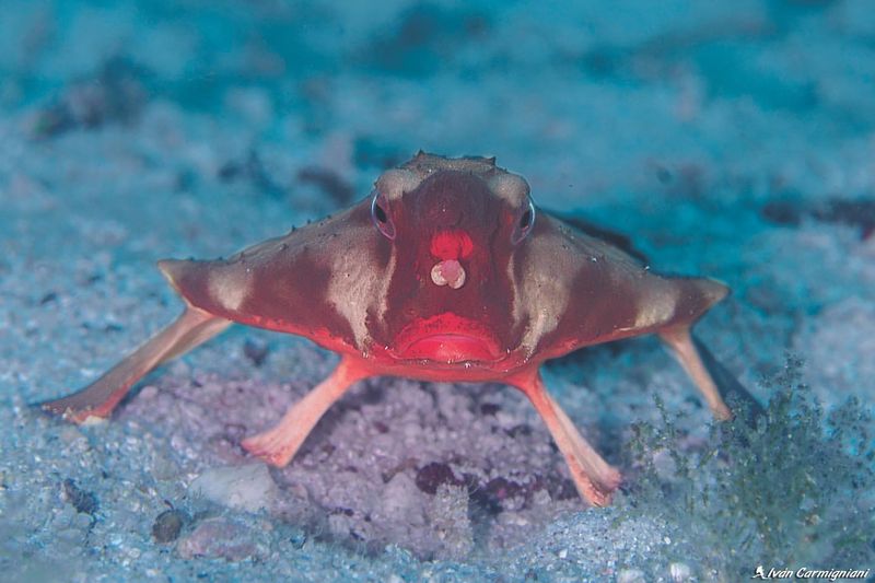 Red-Lipped Batfish