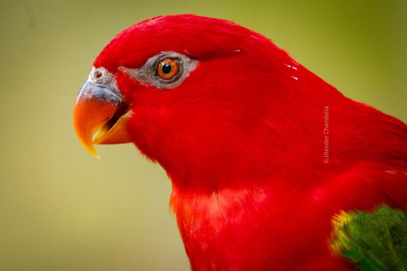 Red Lory