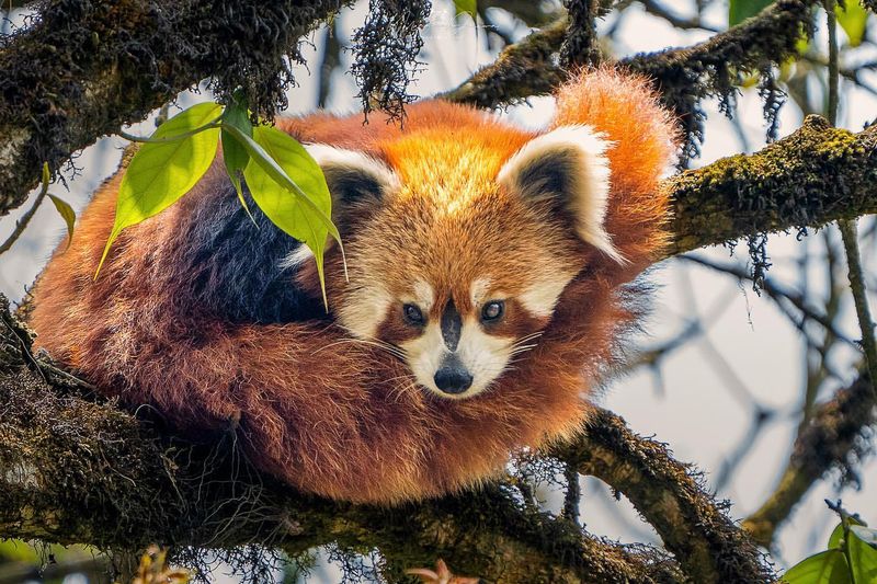 Red Panda