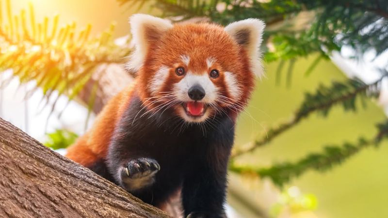 Red Panda