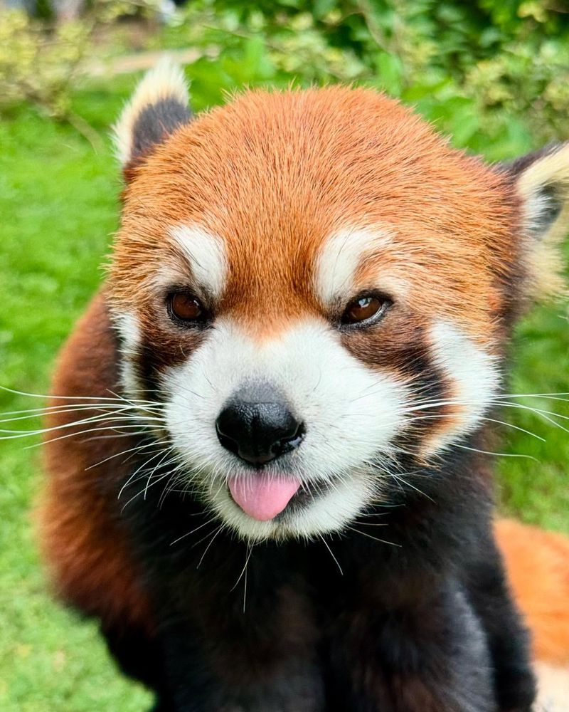 Red Panda