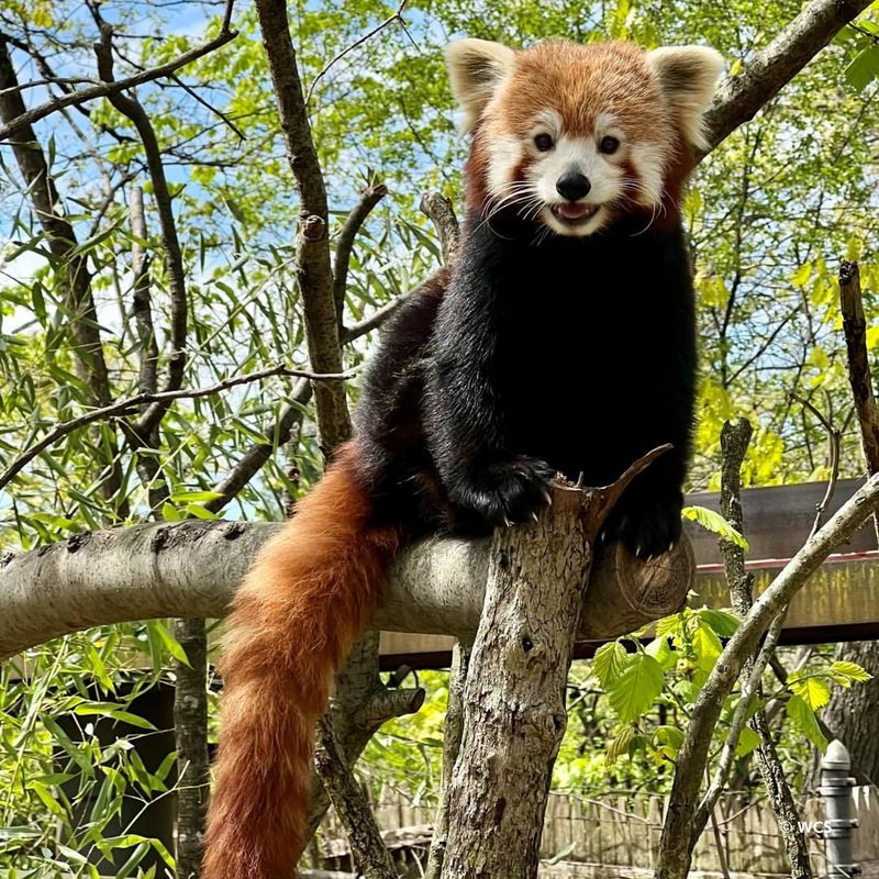 Red Panda