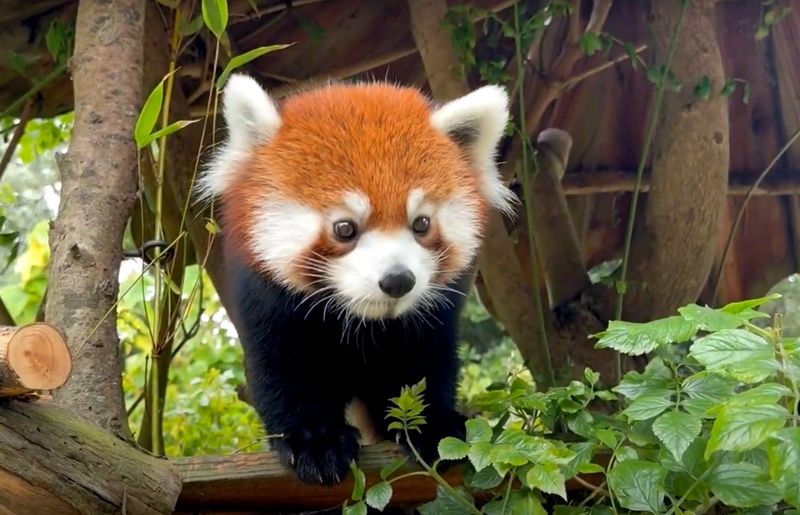 Red Panda