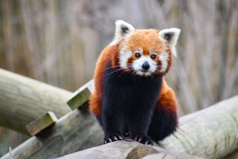 Red Panda