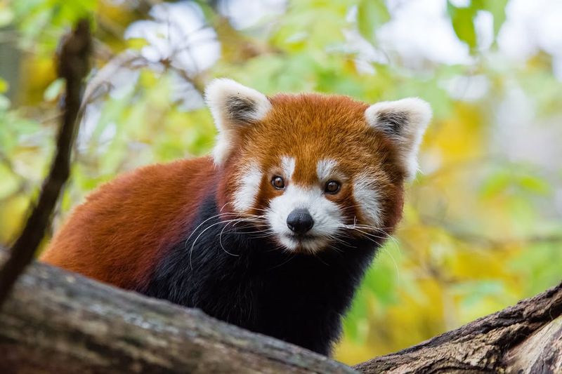 Red Panda in Nepal