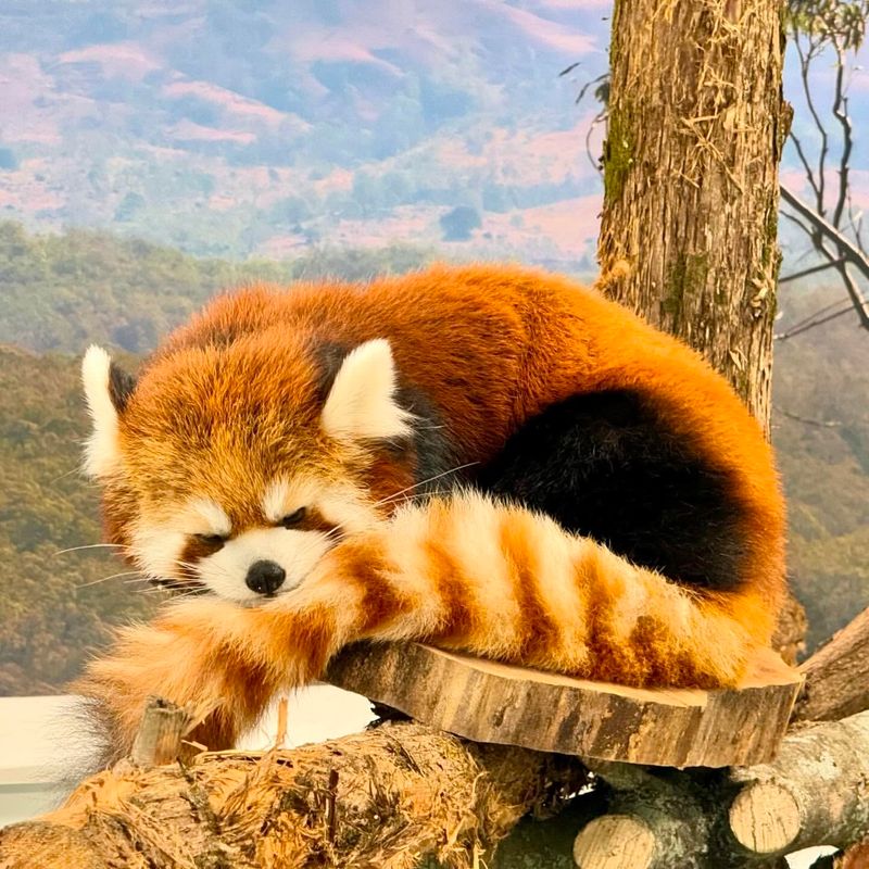 Red Panda