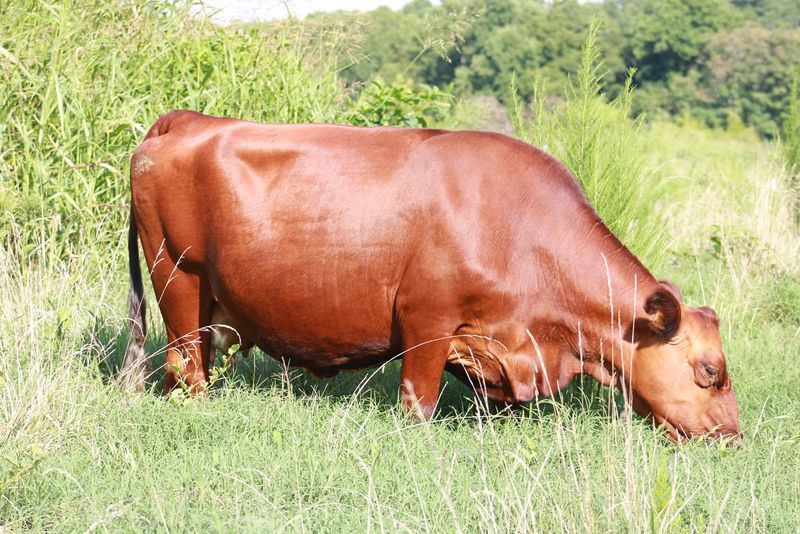 Red Poll