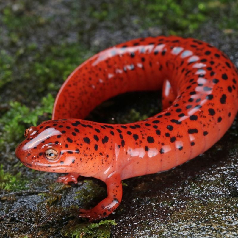 Red Salamander