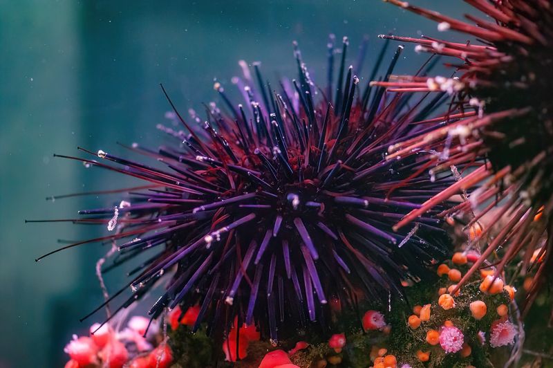 Red Sea Urchin