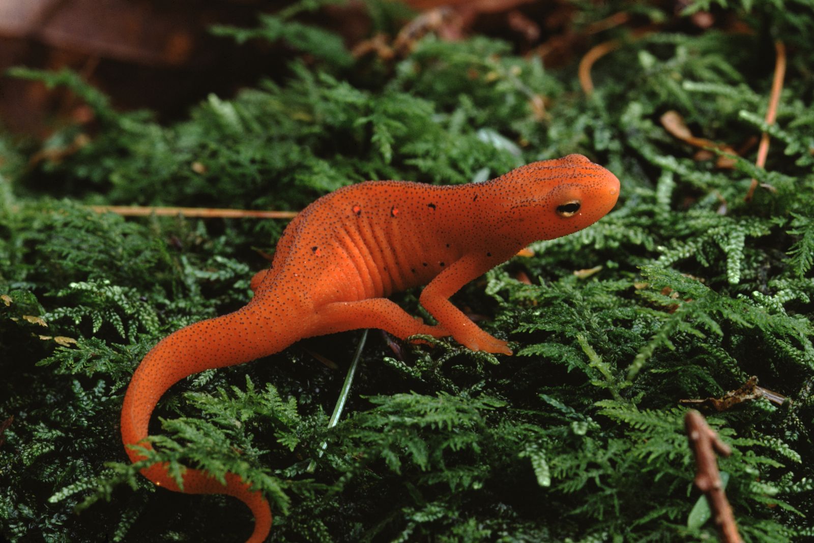 Red-Spotted Newt