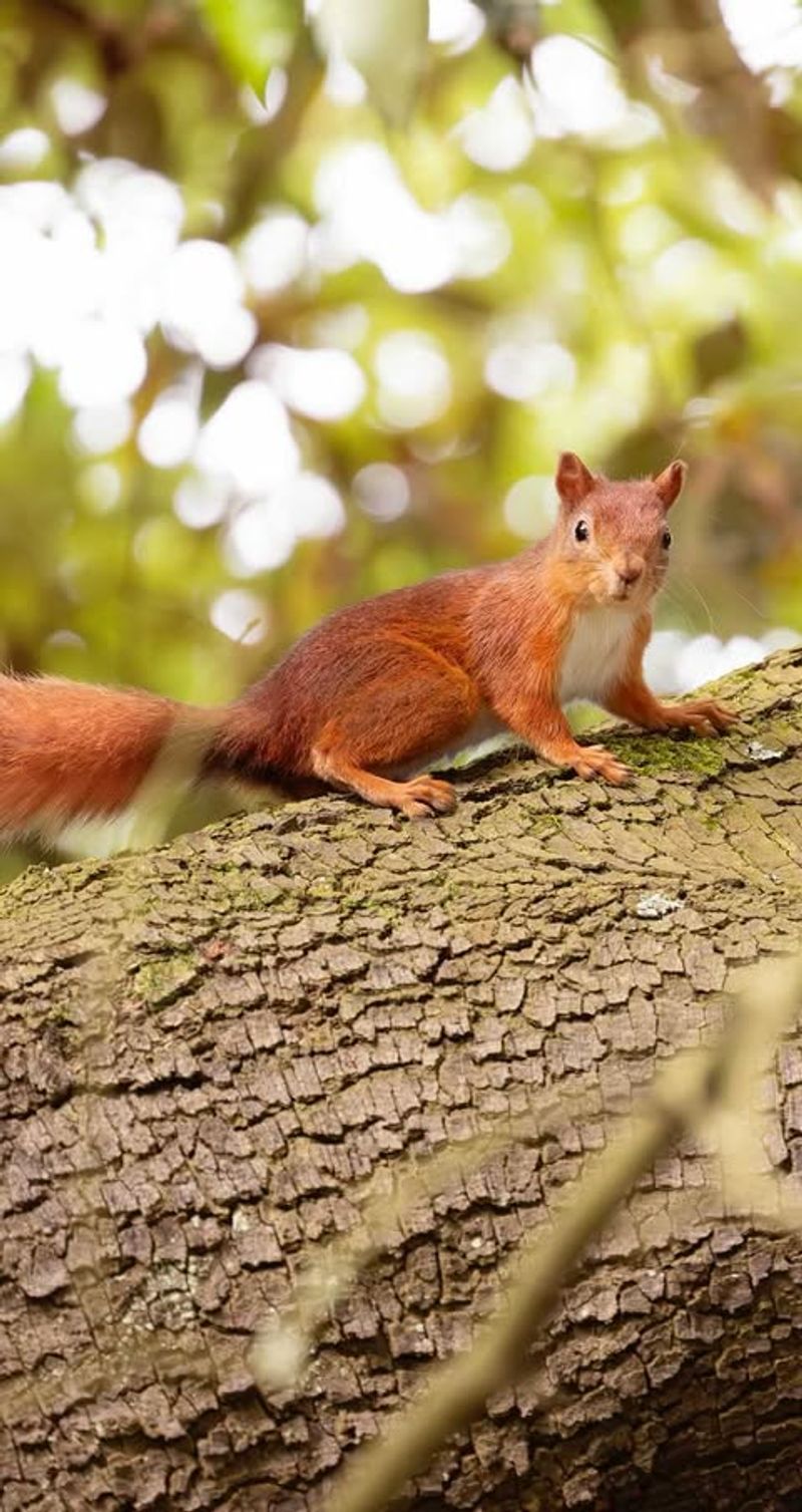 Red Squirrel