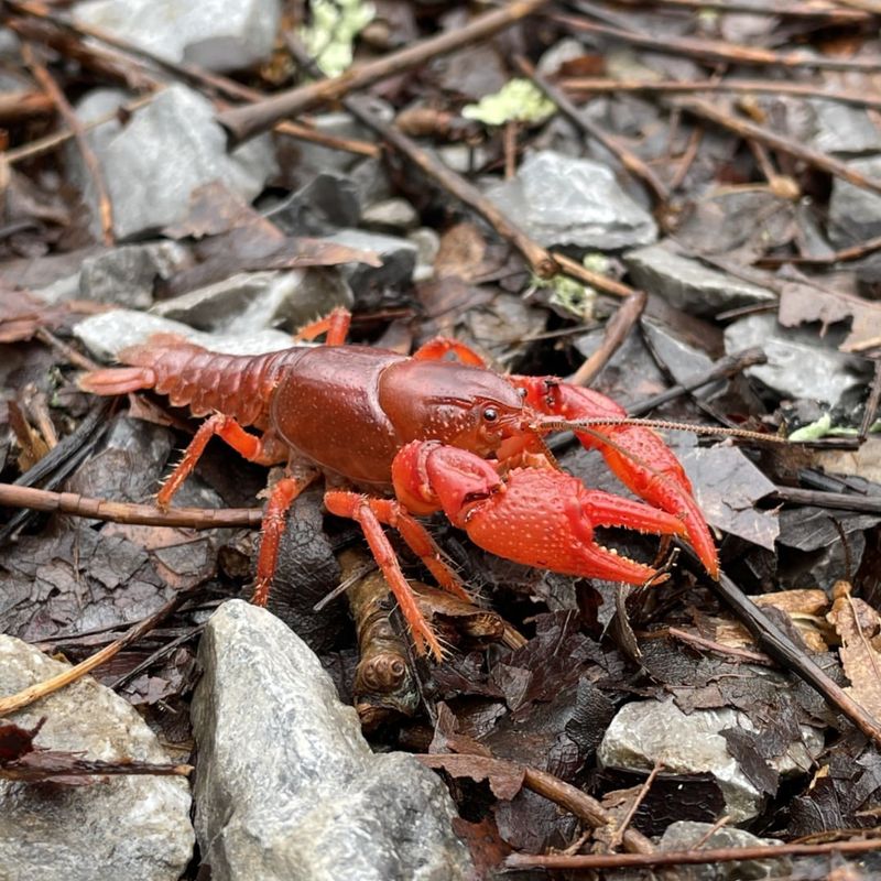 Red Swamp Crayfish