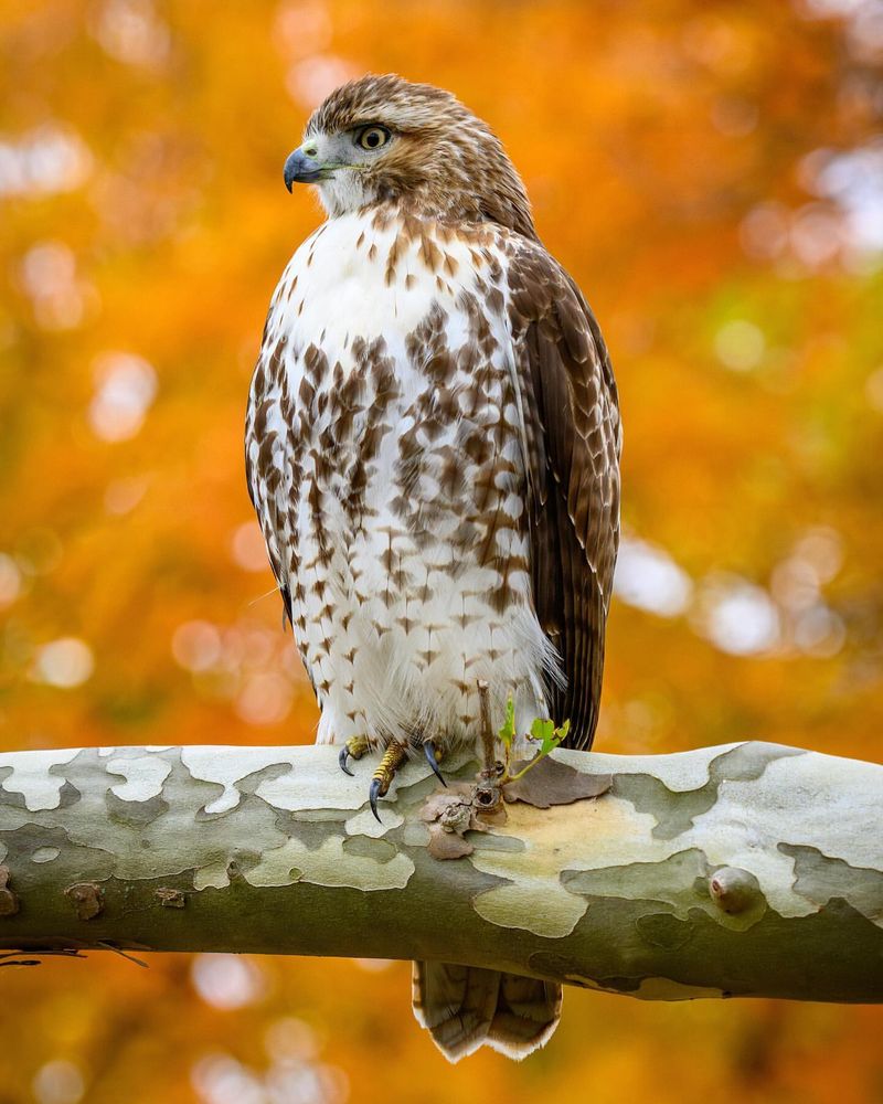 Red-Tailed Hawk