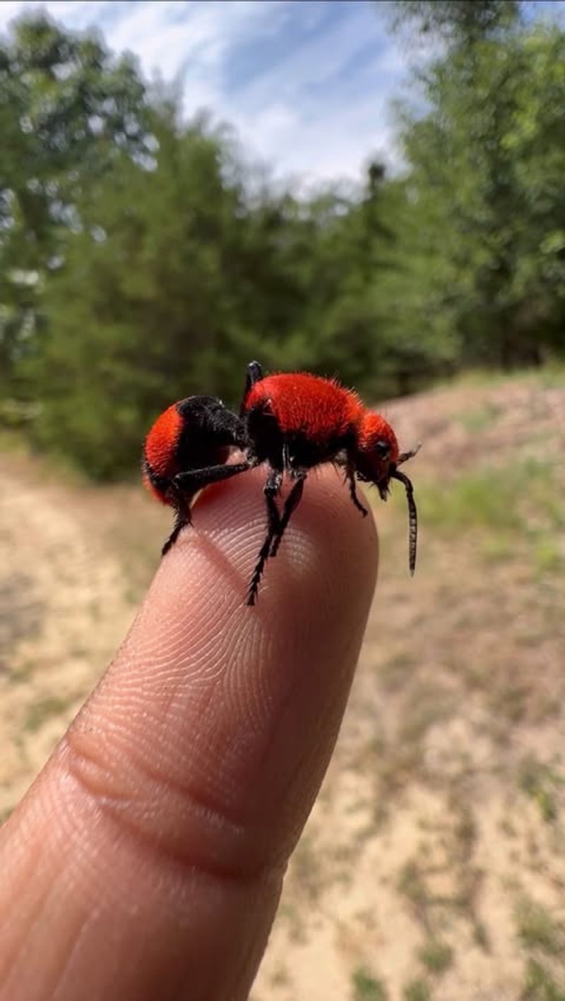 Red Velvet Ant