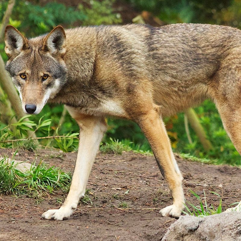 Red Wolf