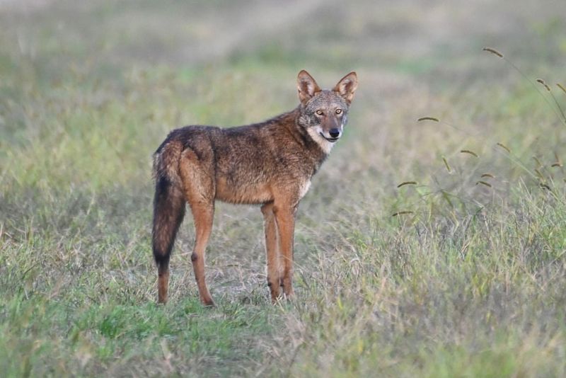 Red Wolf