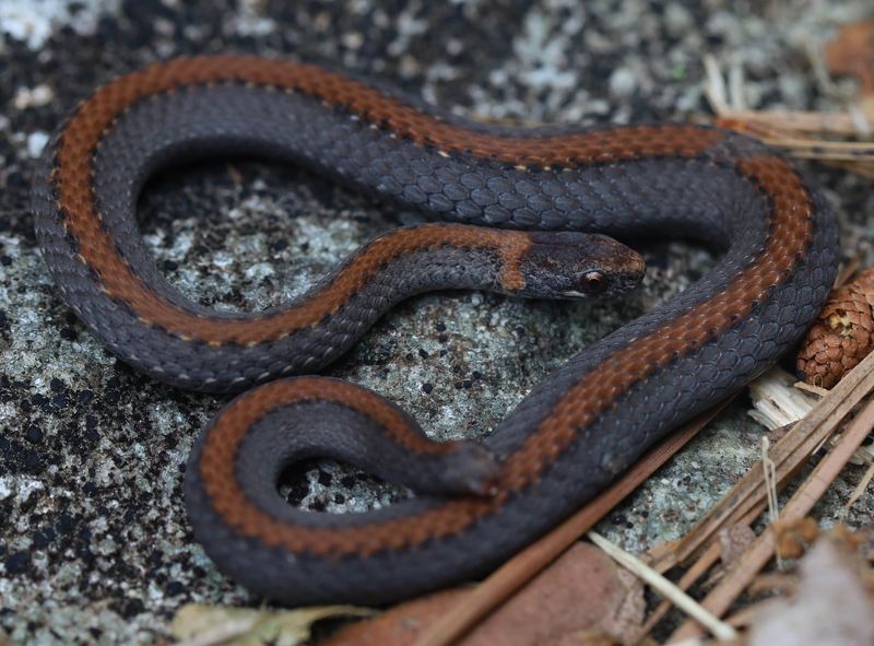 Red-bellied Snake