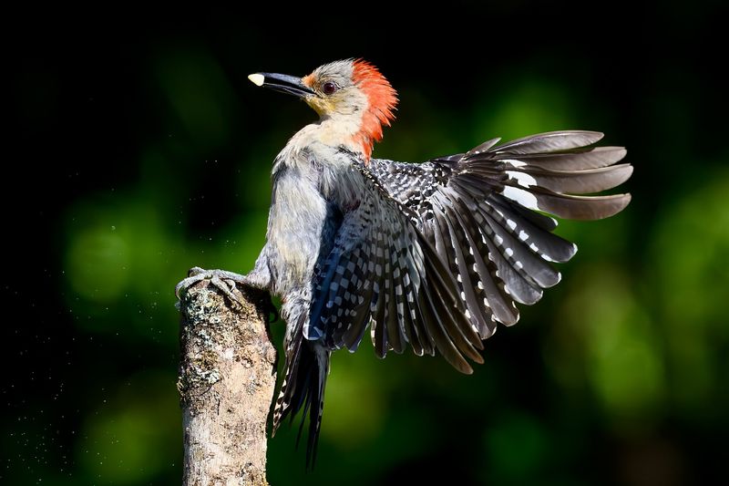 Red-bellied Woodpecker