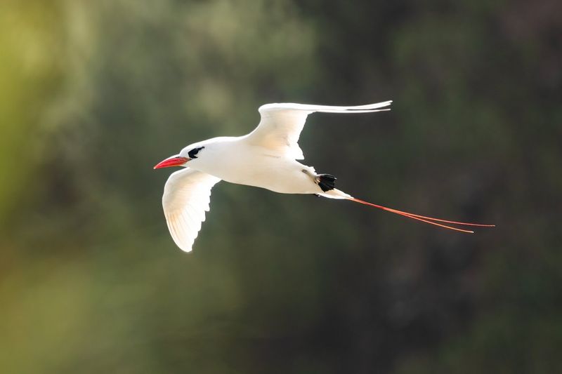 Red-billed Tropicbird