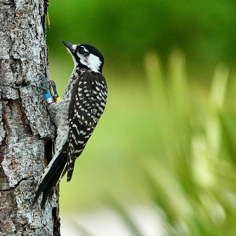 Red-cockaded Woodpecker