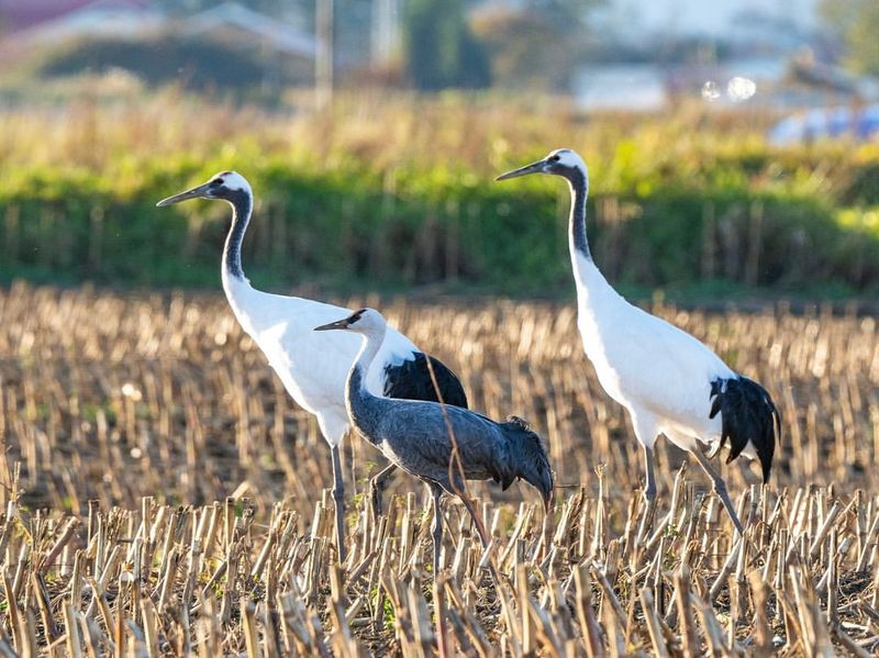 Red-crowned Crane