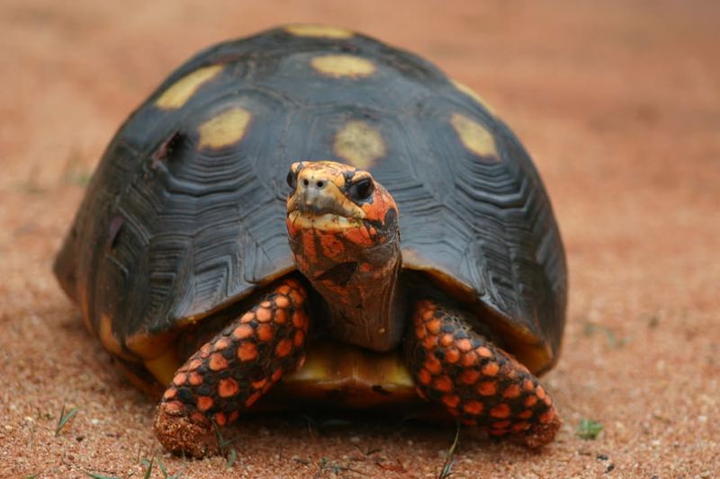 Red-footed Tortoise