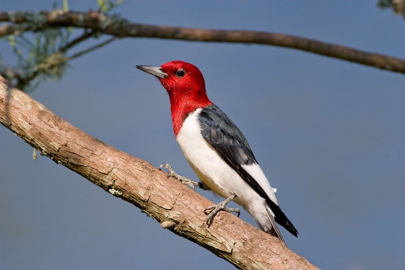 Red-headed Woodpecker